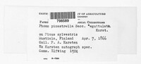 Phoma pinastrella image